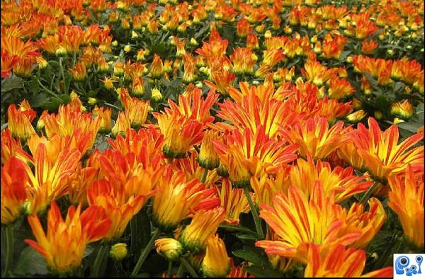 Orange Flowers